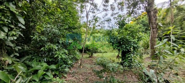 LOTE À VENDA EM PONTE ALTA  MORRETESPR.