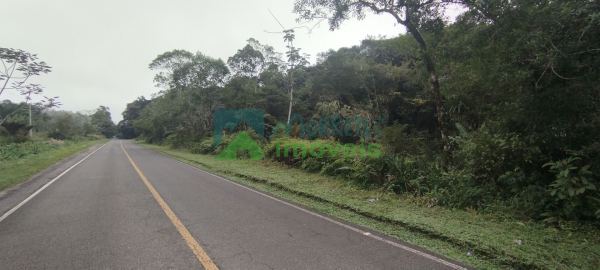 Fazenda Cabloca - 30mil pés de pupunha.