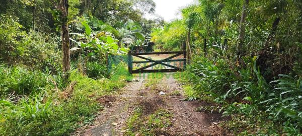 Fazenda Cabloca - 30mil pés de pupunha.