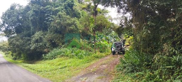 Fazenda Cabloca - 30mil pés de pupunha.