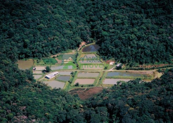 Propriedade com 26 tanques de peixe e duas nascentes à venda e...
