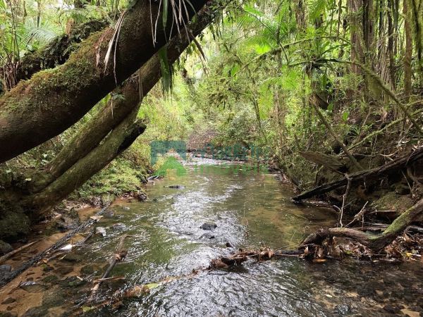 Áreas para compensação ambiental ou Crédito de Carbono no Para...