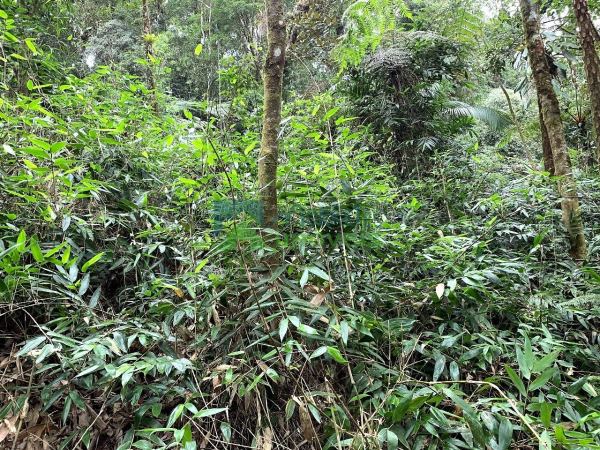 Áreas para compensação ambiental ou Crédito de Carbono no Para...