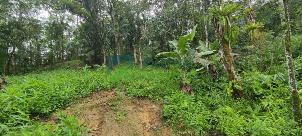 Terreno à venda,1300.00 m², São João da Graciosa, MORRETES - PR